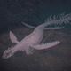 Illustration for article titled emCryptozoologicon/em Could Revolutionize the Field of Monster Studies